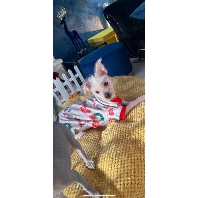 Chinese crested x