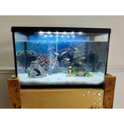 Fish tank, fish and cabinet for sale, includes everything you need to keep fish