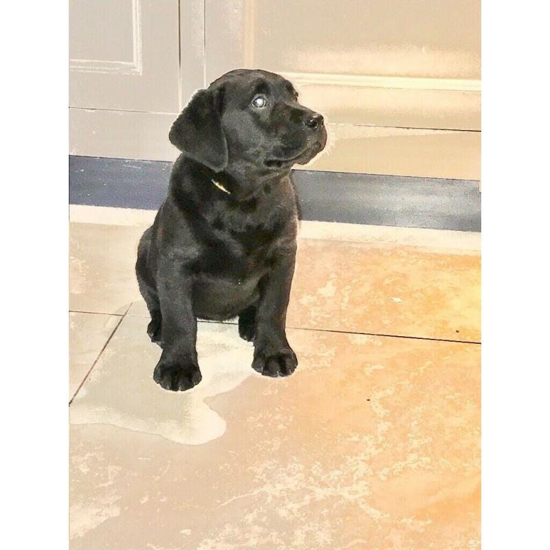 Pure bred black female puppy, ready to go now!