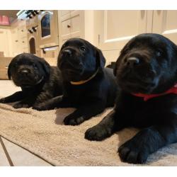 Pure bred black female puppy, ready to go now!