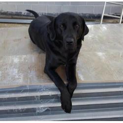 Pure bred black female puppy, ready to go now!
