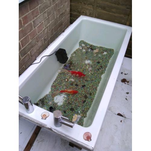 Carp and bath/pond