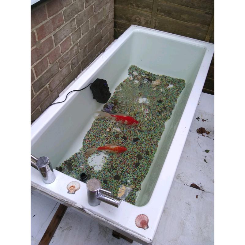 Carp and bath/pond