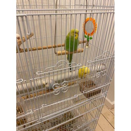 5 Budgies and Cage for sale