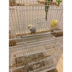 5 Budgies and Cage for sale