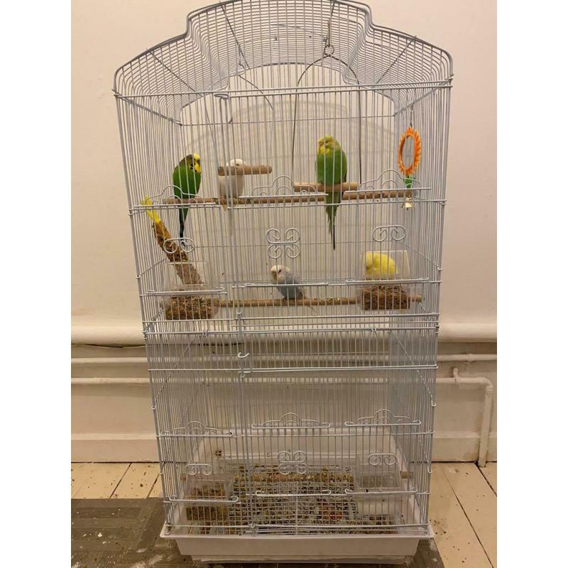 5 Budgies and Cage for sale