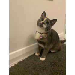 SOLD Adorable Russian Mix Kitten