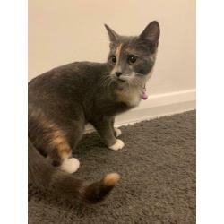 SOLD Adorable Russian Mix Kitten