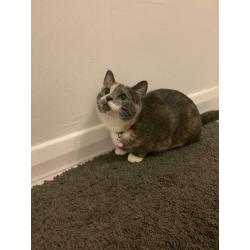 SOLD Adorable Russian Mix Kitten