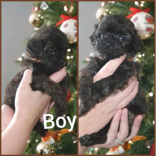 Shihpoo puppies 5 boys 1 girl