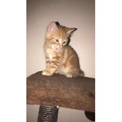 8 weeks old Kittens