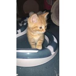 8 weeks old Kittens
