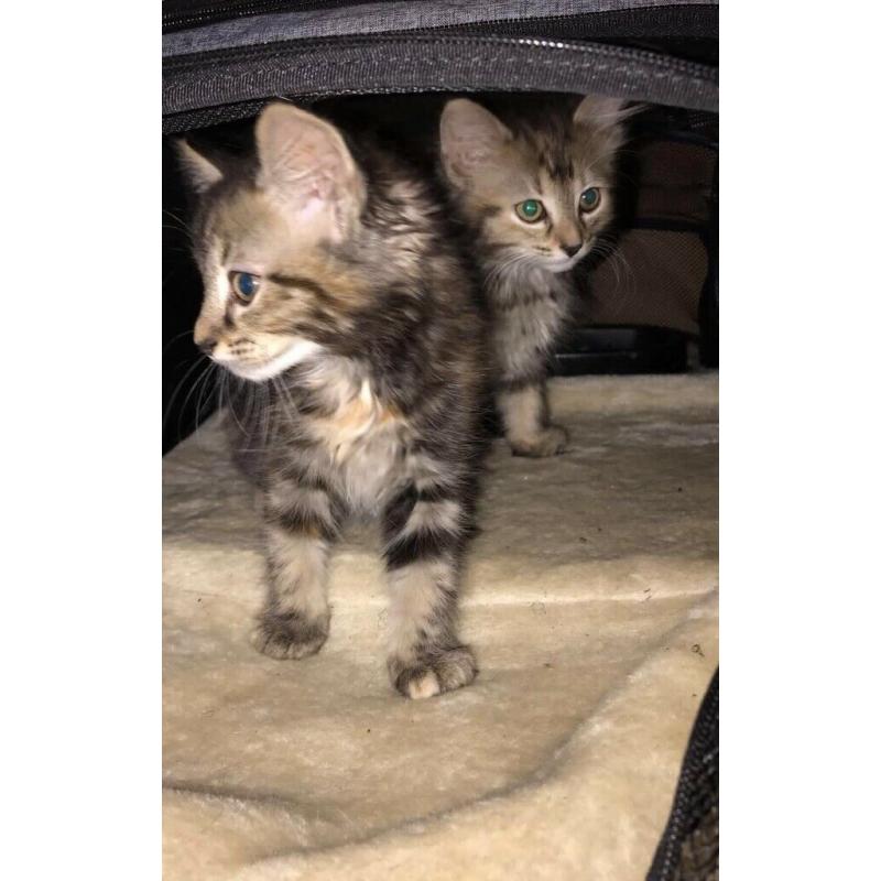 8 weeks old Kittens