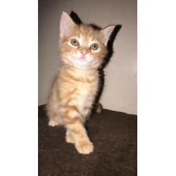 8 weeks old Kittens