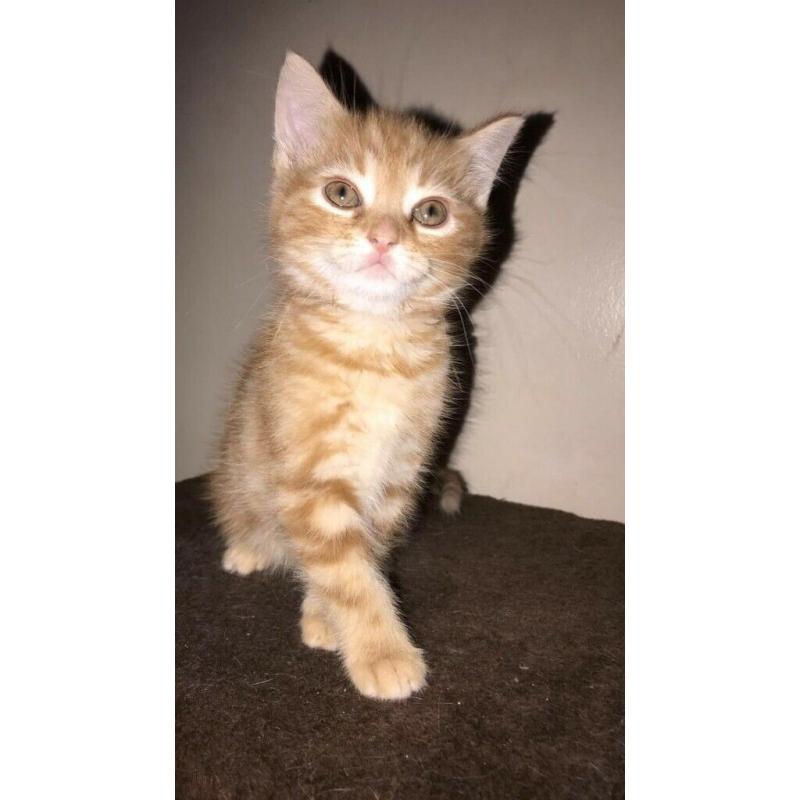 8 weeks old Kittens