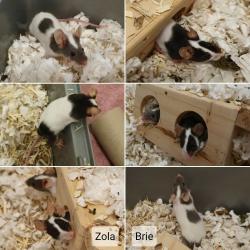 1 year old mouse sisters
