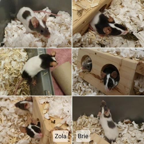 1 year old mouse sisters