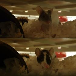1 year old mouse sisters
