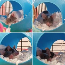 1 year old mouse sisters