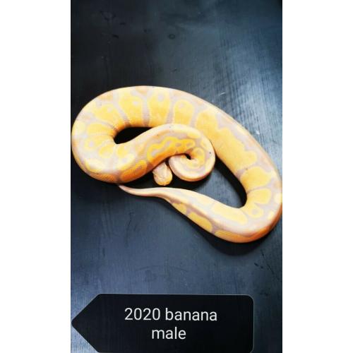 Ball pythons for sale