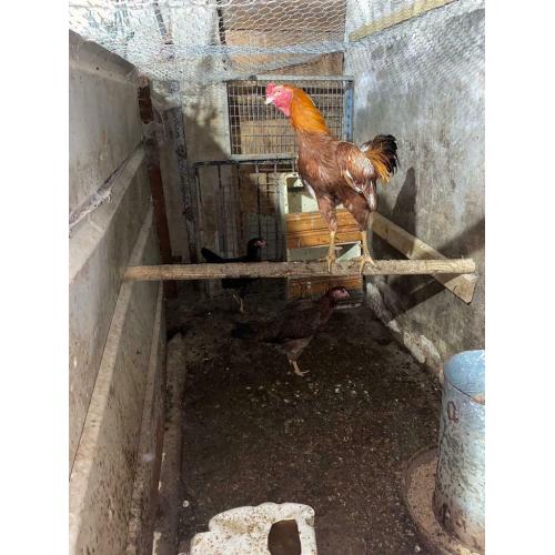 Shamo chickens forsale