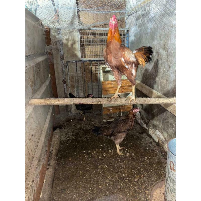 Shamo chickens forsale