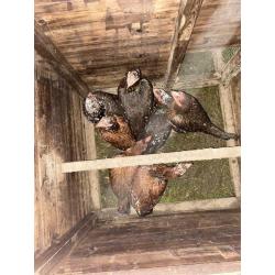 Shamo chickens forsale