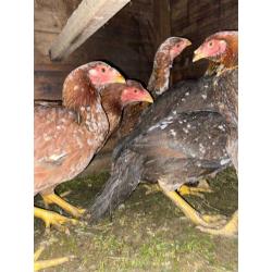 Shamo chickens forsale