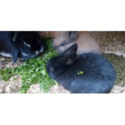 Baby dwarf lopped eared rabbits