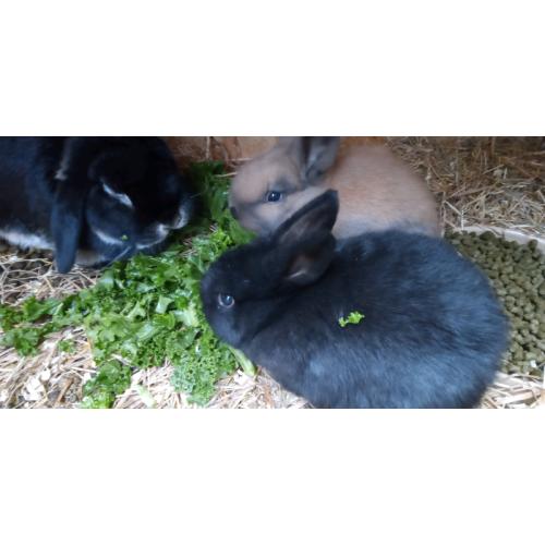 Baby dwarf lopped eared rabbits