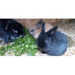 Baby dwarf lopped eared rabbits