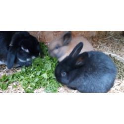 Baby dwarf lopped eared rabbits