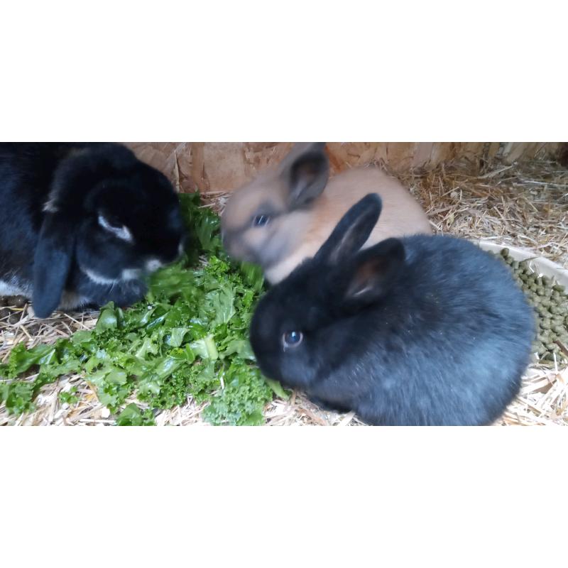 Baby dwarf lopped eared rabbits