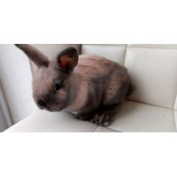 Baby dwarf lopped eared rabbits