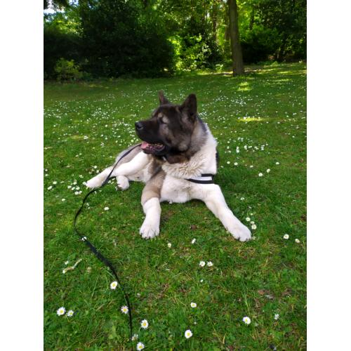 American Akita , good natured