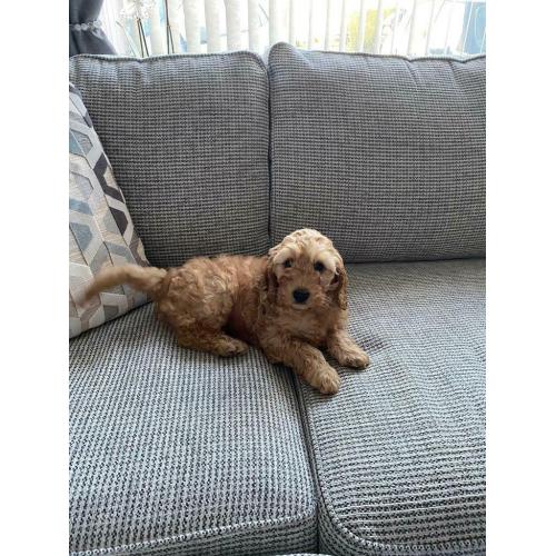Stunning Cockapoo puppies ready now.