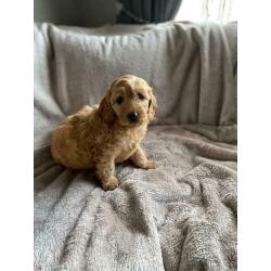 Stunning Cockapoo puppies ready now.