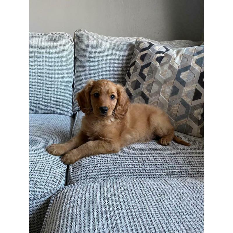 Stunning Cockapoo puppies ready now.