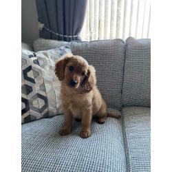 Stunning Cockapoo puppies ready now.